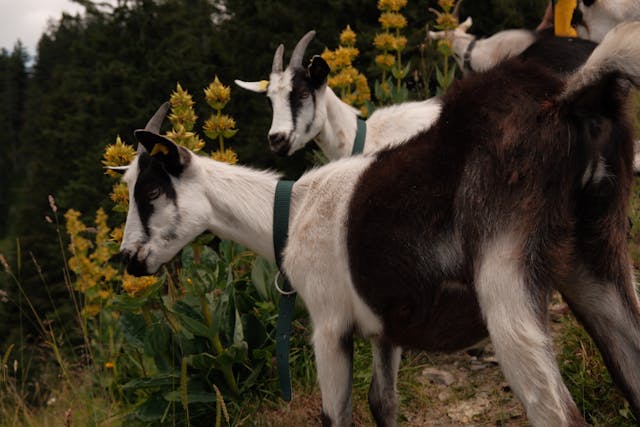 Schweizer Geografie Quiz