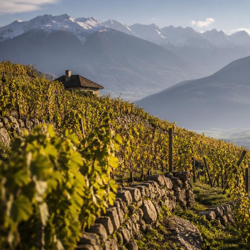 Weinverwoben: Geheimnisse der Schweizer Terroirs