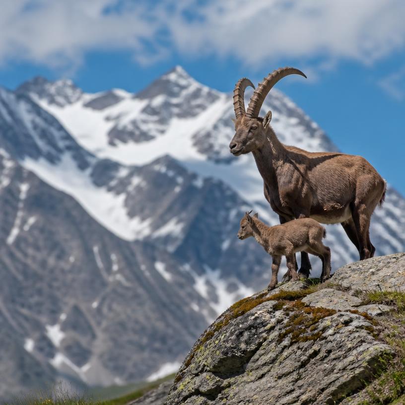 Tierische Superkräfte – Wer kann was?