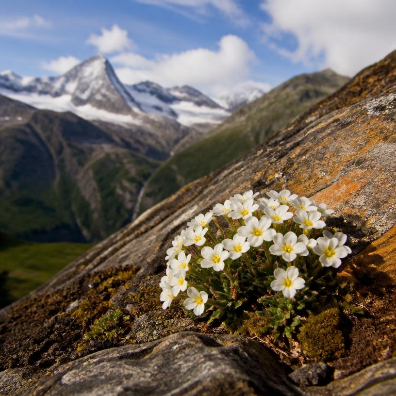 Die unauffälligen Helden der Alpen