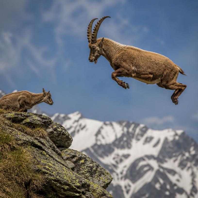 Die Luftakrobaten der Natur!